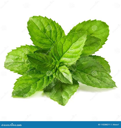 Mint Leaves Isolated Stock Image Image Of Greece Fragrance 110288211