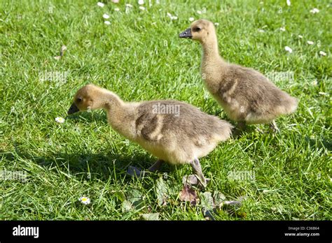 Toulouse Geese High Resolution Stock Photography And Images Alamy