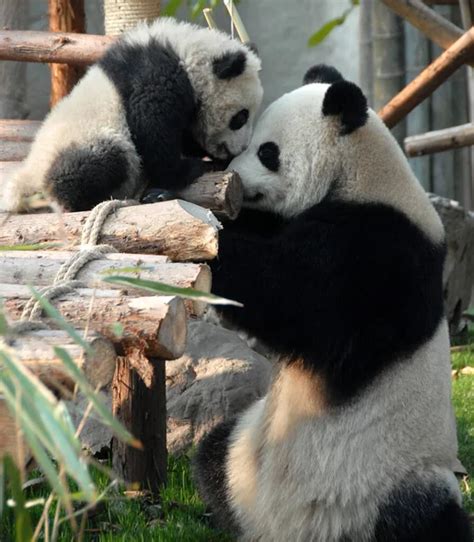 Madre Y Cachorro De Panda En La Reserva De Panda Chengdu Base De