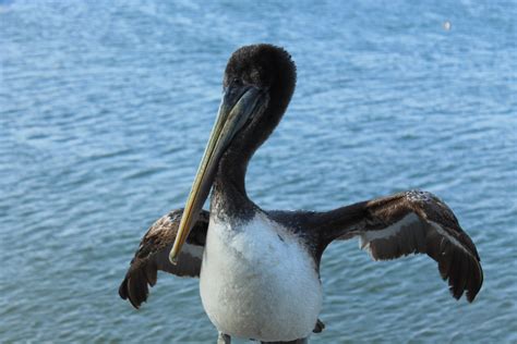 Banco De Imagens Natureza Asa Pelicano Ave Marinha Animais