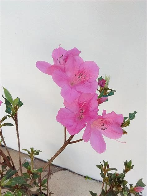 Muda De Azal Ia Rosa Florescendo Cm Brinde Semente Org Nica