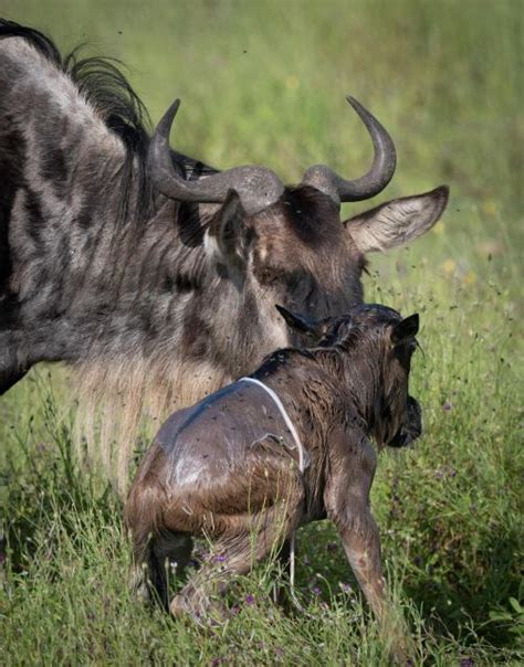 Tage Tarangire Nationalpark Ngorongoro Krater Getyourguide