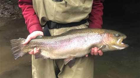 Fishing For Giant Spring Trout In Pennsylvania March 2018 Youtube