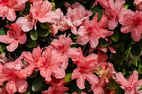 How To Propagate An Azalea? - Green Packs