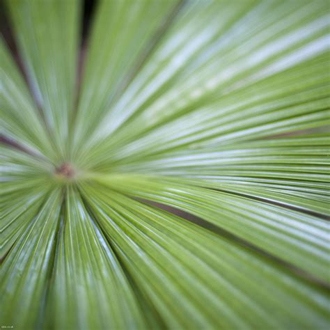 Palm Frond Wallpaper - WallpaperSafari