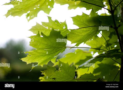 Sycamore Tree Leaves Hi Res Stock Photography And Images Alamy