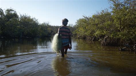 Shrimp Farms Threaten Livelihoods Of Small Scale Fishers