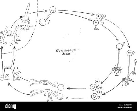 Rhizopus Life Cycle Diagram