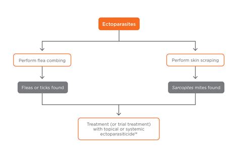 Algorithmic Approach: Diagnosis and Treatment of Pruritus in Dogs ...