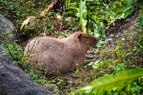 Capybara Lying on Brown Grass · Free Stock Photo