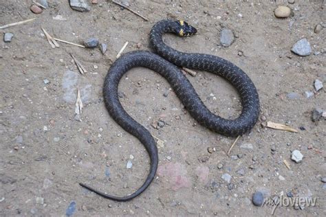 Cobra De Grama Rastejando Ao Longo Do Ch O Serpente N O Venenosa