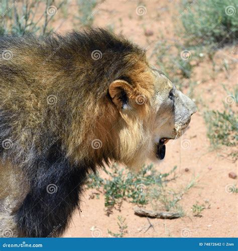 Male lion, Namibia stock photo. Image of pride, male - 74872642