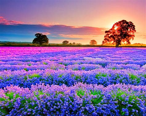 Flower fields, tree, flowers, nature, fields, sky, HD wallpaper | Peakpx