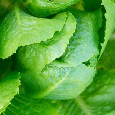 Heirloom Parris Island Cos Romaine Lettuce Seeds Everwilde Farms