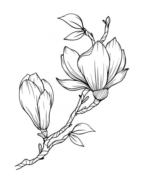 Download magnolia flower outline magnolia line art line drawing for ...