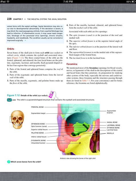 Anatomy And Physiology Chapter 7 Review