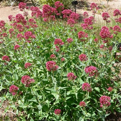 Plantes Vivaces Centranthus Ruber Coccineus Val Riane Rouge