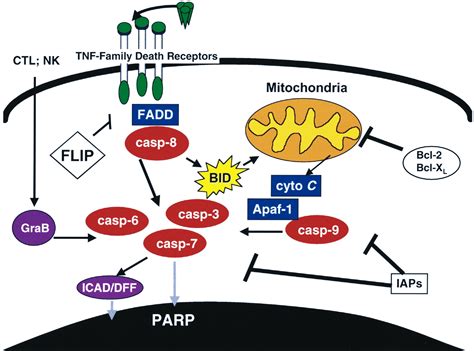 Apoptosis Targeted Therapies For Cancer Cancer Cell