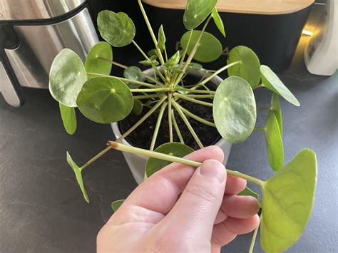 Chinese Money Plant Dropping Leaves Rplantclinic