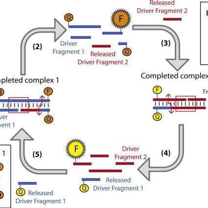 Schematic diagram of the EzyAmp isothermal signal amplification cascade ...