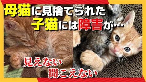 「この子が幸せになれますように」育児放棄された子猫の目が見えず、耳も聞こえないことが分かって｜ねこナビ