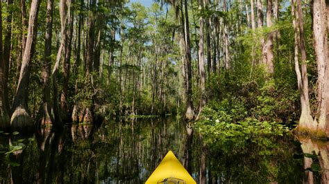 Stephen C Foster State Park In The Okefenokee Swamp Ga Oc 4480x2520