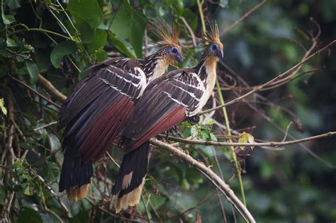 Amazonian Safari - Animals of the Peruvian Amazon - Pictures - CBS News