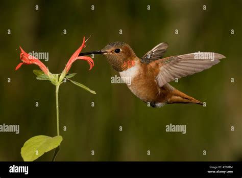 Allen S Hummingbird Male Selasphorus Sasin Feeding At Justicia