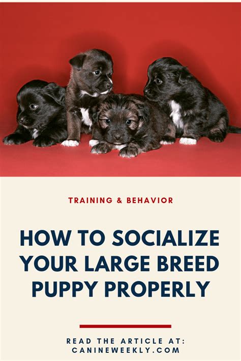 Puppy Socialization Checklist How To Socialize Your New Dog Puppy