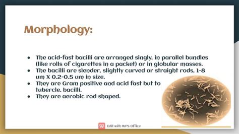 Morphology Laboratory Diagnosis Of Mycobacterium Leprae Ppt