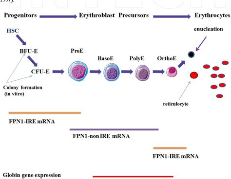 Figure 1 From Relationship Between Iron And Erythropoiesis Semantic