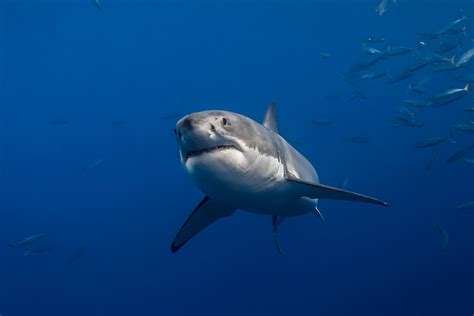 Great White Shark Swimming