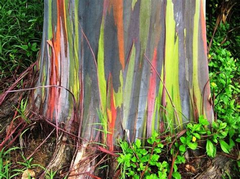 Eucalipto Arco Iris Eucalyptus Deglupta Plantamundo