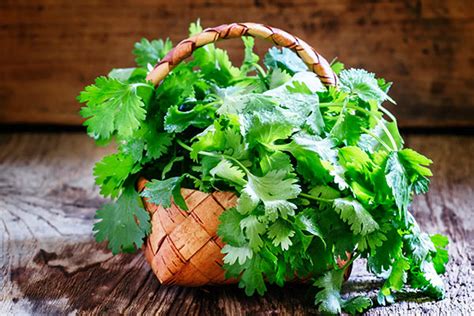 Super Herb Cilantro Shown To Help Remove Heavy Metals From The Body