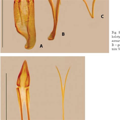 Male Genitalia Of The Holotype Of Pelochares Sabaeanus Sp Nov A Download Scientific Diagram