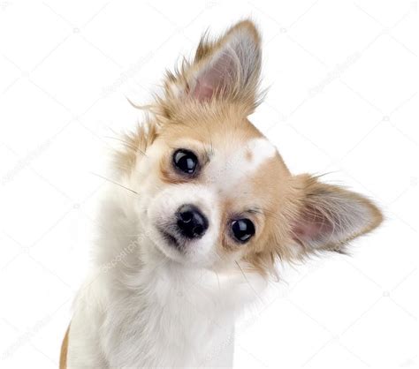 How to read your dog's body language | Chihuahua puppies, Chihuahua ...