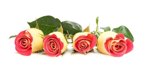 Yellow And Red Roses Bouquet Stock Image Image Of Beauty Close 24693011