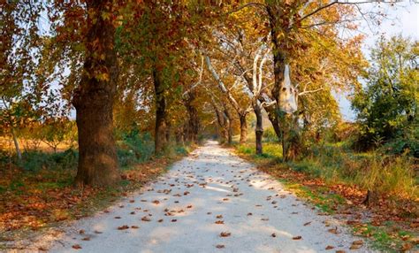 Premium Photo Tunnel Of Trees In The Autumn Season