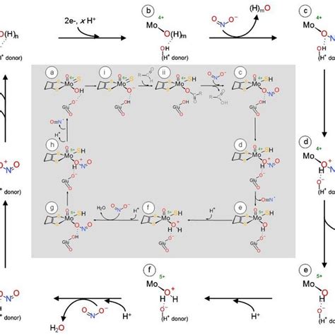 (PDF) Nitrite reduction by molybdoenzymes: A new class of nitric oxide ...