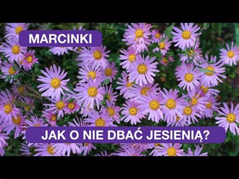 Marcinki Astry Wieloletnie Jesienne Zabiegi Pielęgnacyjne YouTube