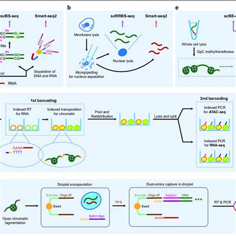 Single Cell Multiomics Sequencing Protocols For The Integrative