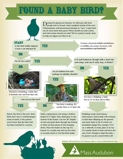 Found a Baby Bird Chart