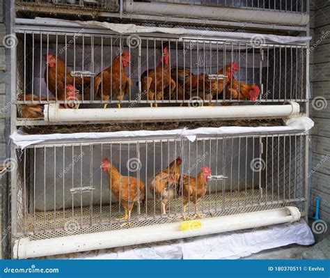 Frango Vivo Em Gaiola Para Venda No Mercado Foto Editorial Imagem De