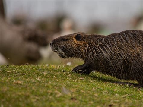 Rescued Beaver Gets Caught Stealing Holiday Gift Wrap and It's Too Cute ...