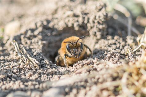 Ground Bees: Bees That Live In The Ground!