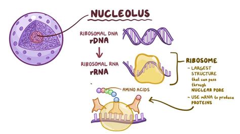 Video: Nuclear structure