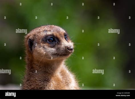 Close up meerkat face Stock Photo - Alamy