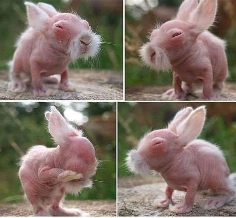 Newborn rabbit that looks like Kung Fu master : r/awwwtf