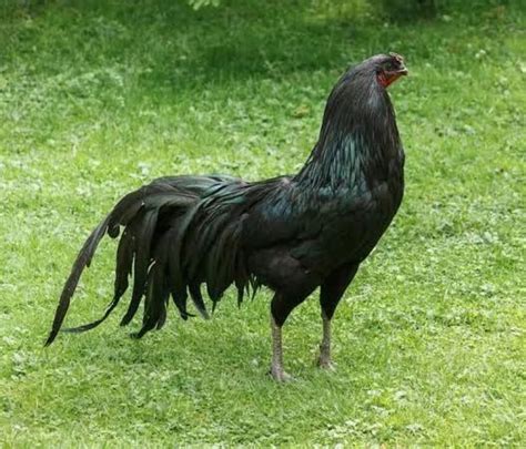 Sumatra Chicken Breed Info - Chicken & Chicks Info