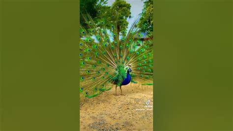 Beautiful Peacock Dance Youtube